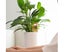 Plant Waterer Bird Shape Self Watering Bulbs Transparent Clear Plant W Carousel 5