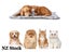 PTN NEW Waterproof Pet Dog Mat Sale Sale Carousel 15