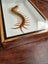 Taxidermied Centipede Carousel 1