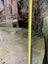 Macrocarpa slab 3.2mtr Carousel 3