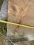 Macrocarpa slab 3.2mtr Carousel 4