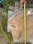 Macrocarpa slab 3.2mtr Carousel 5