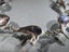 Vintage Sterling Silver & Paua Kiwi Bracelet Carousel 4