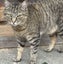Kitty Kingdom - Barn Cats Carousel 1