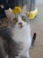 Brave Paws Cat Rescue - Cat - Casey Carousel 12
