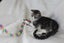 Brave Paws Cat Rescue - Cat - Casey Carousel 11