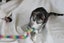Brave Paws Cat Rescue - Cat - Casey Carousel 13