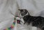 Brave Paws Cat Rescue - Cat - Casey Carousel 9