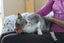 Brave Paws Cat Rescue - Cat - Casey Carousel 7