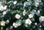 Camellia Setsugekka x 50 Carousel 1