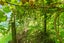 gallery view thumbnail