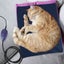 Pet Heating Pad (Auckland Stock) Carousel 10