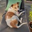 Zoe - Cattle X - BOI Animal Rescue Trust Carousel 6