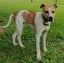 Zoe - Cattle X - BOI Animal Rescue Trust Carousel 4