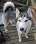 Alaskan Husky x Siberian Husky Carousel 13