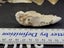 Fossil Mud Lobster - Australian Specimen Carousel 3