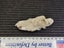 Fossil Mud Lobster - Australian Specimen Carousel 5