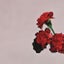 Loading Image 1 of 1