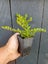 Lonicera Honey Hedge Lime Carousel 1