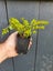 Lonicera Honey Hedge Lime x 50 Carousel 1