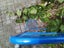 Ikea Frakta shopping trolley cart folding lightweight Carousel 13