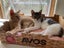 Brave Paws Cat Rescue - Kitten - LUCIE Carousel 10