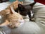 Brave Paws Cat Rescue - Kitten - Emmy Carousel 8