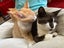 Brave Paws Cat Rescue - Kitten - Emmy Carousel 7