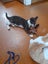 Brave Paws Cat Rescue - Kitten - Emmy Carousel 9