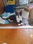 Brave Paws Cat Rescue - Kitten - Emmy Carousel 10