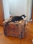 Brave Paws Cat Rescue - Kitten - Emmy Carousel 12
