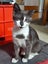 Brave Paws Cat Rescue - Kitten - Emmy Carousel 6