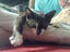 Brave Paws Cat Rescue - Kitten - Emmy Carousel 5