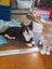 Brave Paws Cat Rescue - Kitten - Emmy Carousel 1