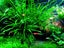 Narrow Leaf Java Fern - Plantlets Carousel 1