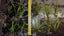Narrow Leaf Java Fern - Plantlets Carousel 2