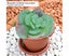 Artificial Succulent Plant Unpotted Fake Plastic Succulent for Home Of Carousel 5