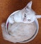 *British and Burmese Not your ordinary kitten* Carousel 6
