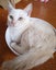 *British and Burmese Not your ordinary kitten* Carousel 4