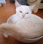 *British and Burmese Not your ordinary kitten* Carousel 5