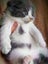 *British and Burmese Not your ordinary kitten* Carousel 3