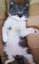 *British and Burmese Not your ordinary kitten* Carousel 2
