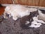 *British and Burmese Not your ordinary kitten* Carousel 11