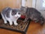 *British and Burmese Not your ordinary kitten* Carousel 12