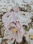 Vintage Roses & Daisies on Shell Pink Fabric Carousel 11