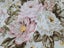 Vintage Roses & Daisies on Shell Pink Fabric Carousel 4