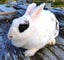 Rabbit - Attractive and Healthy Carousel 2