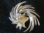 Rare Art Deco Boucher Gold and silver Tone Bird Brooch 1960s Carousel 4