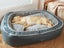 High Bolster Comfort Pet Dog Bed Thick Warm - Grey - Carousel 3