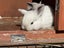 pure bred mini lop kits Carousel 2